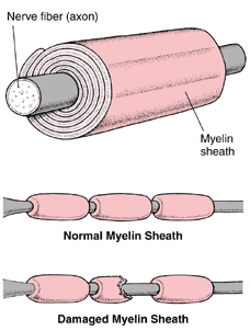 myelin.gif